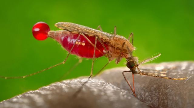 Τραβάς τα κουνούπια πάνω σου; Η απάντηση ίσως βρίσκεται στις μασχάλες σου