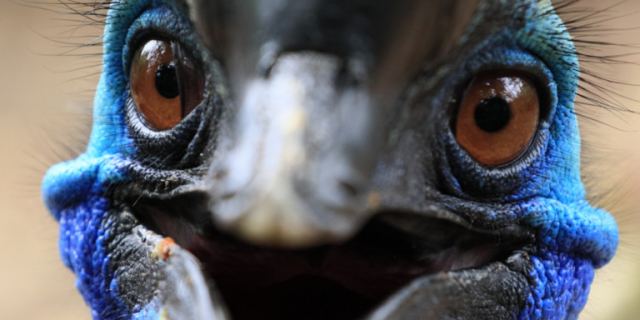 Πωλείται το πιο επικίνδυνο πουλί στον κόσμο - Σκότωσε μέχρι και το αφεντικό του