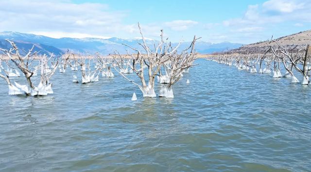 Οι «υδρόβιες» ροδακινιές της λίμνης Βεγορίτιδας