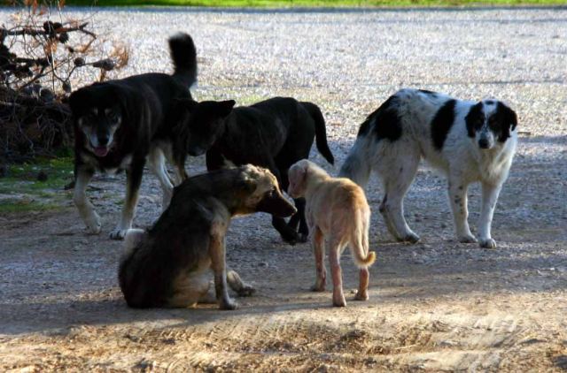 Τεράστιο πρόβλημα με δεσποζόμενα και αδέσποτα σκυλιά στην περιοχή Ρεβένια Λαμίας