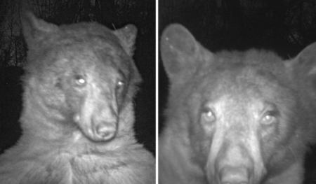 Αρκούδα εντόπισε κάμερα στο δάσος και «τράβηξε» πάνω από 400 selfies!
