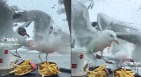 Λυσσασμένοι γλάροι παραλίγο να σπάσουν το παρμπρίζ αυτοκινήτου προσπαθώντας να κλέψουν τηγανητές πατάτες από οδηγό