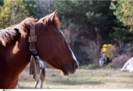 Ρέθυμνο: Χειροπέδες και πρόστιμο 5.000€ σε υπάλληλο Ιππικού Ομίλου που χτυπούσε άλογο με λάστιχο ποτίσματος