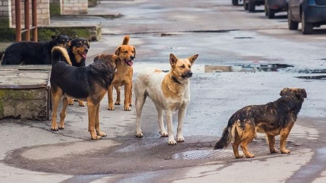 Δήμος Στυλίδας: Η 5μελης Επιτροπής παρακολούθησης διαχείρισης αδέσποτων ζώων