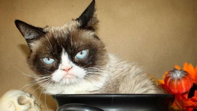 Πέθανε η πιο διάσημη &quot;γκρινιάρα&quot; γάτα του διαδικτύου