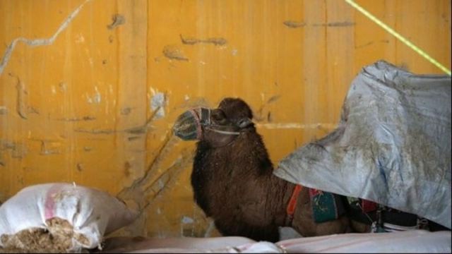 Τουρκία: Αγρότης πουλά την καμήλα του για να εξαγοράσει τη στρατιωτική του θητεία