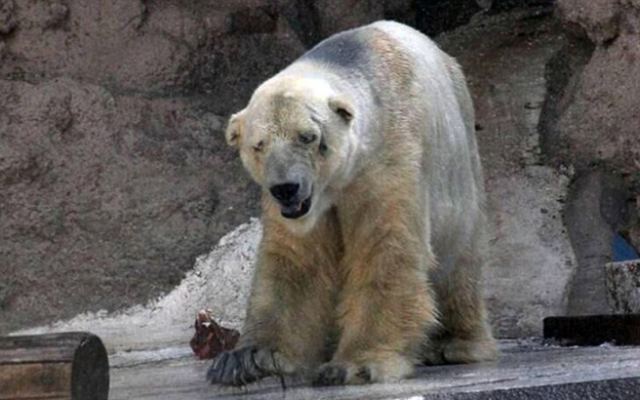 Εξουθενωμένη πολική αρκούδα περιπλανιέται σε πόλη της Σιβηρίας