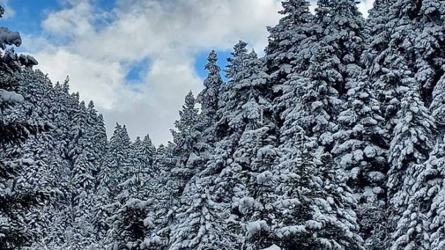 Μοναδικές εικόνες από το χιονισμένο δάσος της Οξυάς (ΒΙΝΤΕΟ)