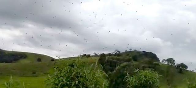 Εβρεξε... αράχνες στη Βραζιλία - Από τι προκαλείται το ασυνήθιστο φαινόμενο [βίντεο]