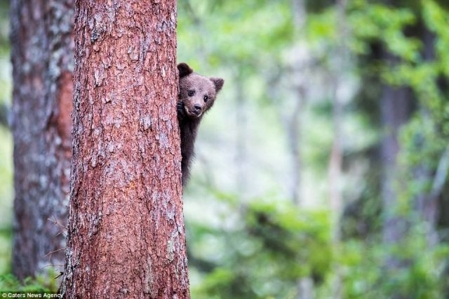Αρκουδάκι προσπαθεί να σκαρφαλώσει σε δέντρο στο Περτούλι (ΒΙΝΤΕΟ)