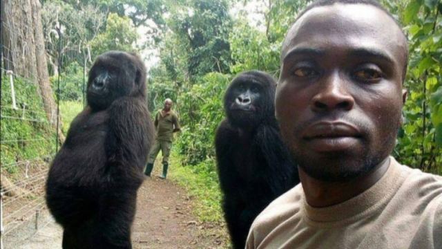 Ανεπανάληπτες selfies στη ζούγκλα: Γορίλες ποζάρουν στον φακό με τους ήρωες - προστάτες τους