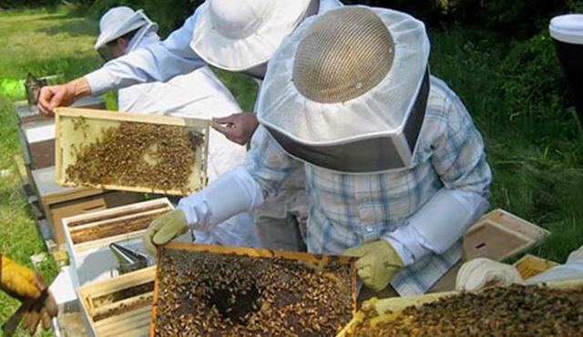 Ενημέρωση μελισσοκόμων για Ευρωπαϊκά προγράμματα