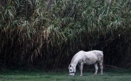 Αδιανόητη κτηνωδία στα Γρεβενά: Άγνωστοι πυροβόλησαν και σκότωσαν πέντε άλογα