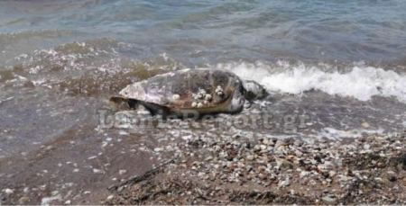 Νεκρή χελώνα εντοπίστηκε σε ακτή της Φθιώτιδας