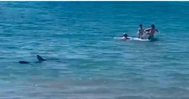 Ισπανία: Καρχαρίας κυνηγά λουόμενους στα ρηχά παραλίας στο Αλικάντε – Δείτε βίντεο