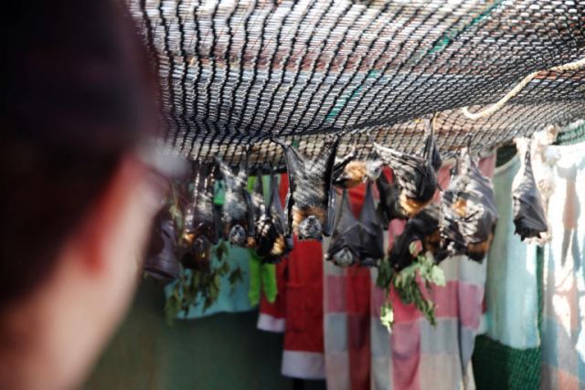 Κοροναϊός: Φταίνε οι νυχτερίδες! Νέα μέτρα στην Κίνα