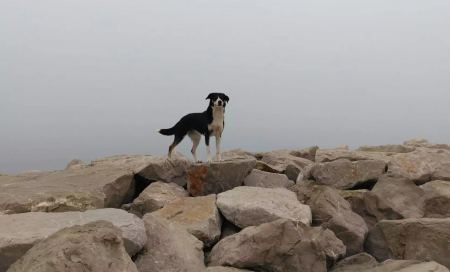 Έχασε τη σκυλίτσα του στην Ελλάδα και τη βρήκε στην Σερβία: Η απίστευτη ιστορία της Ράικα