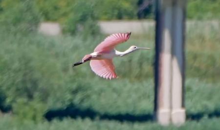Σπάνιο ροζ πουλί εντοπίστηκε στο Ουισκόνσιν - Για πρώτη φορά εδώ και 178 χρόνια