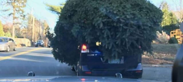 Απίστευτος τύπος μεταφέρει πελώριο χριστουγεννιάτικο δέντρο με το αυτοκίνητό του [εικόνες]
