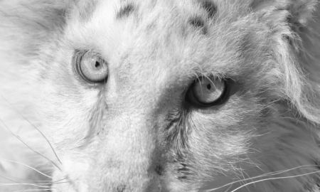 Έγινε ευθανασία στο λευκό τιγράκι - Η ανακοίνωση του Αττικού Πάρκου