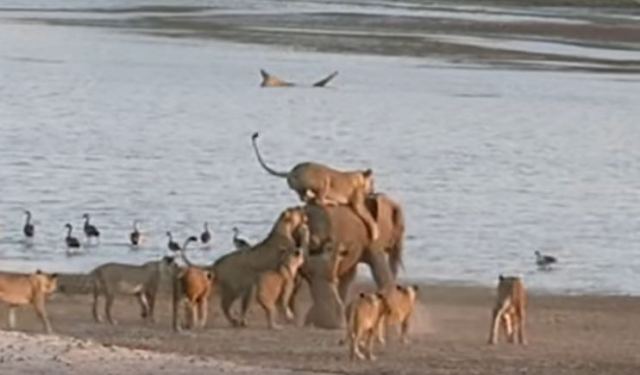 Αγέλη με 14 λιοντάρια εναντίον νεαρού ελέφαντα!