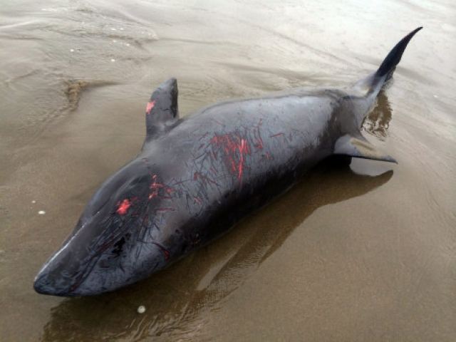 Ιαπωνία: 115 νεκρές φάλαινες για &quot;ιατρικούς σκοπούς&quot; - Οργή από περιβαλλοντικές οργανώσεις