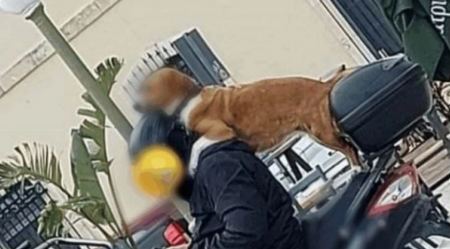 Η εικόνα στην Κρήτη που έγινε viral: Τρικάβαλο με τα σκυλιά του και το κινητό στο χέρι