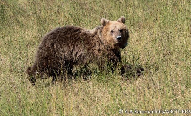 Αρκτούρος: Η Γλύκα επέστρεψε στη φύση - Η αρκούδα είχε τραυματιστεί σε τροχαίο
