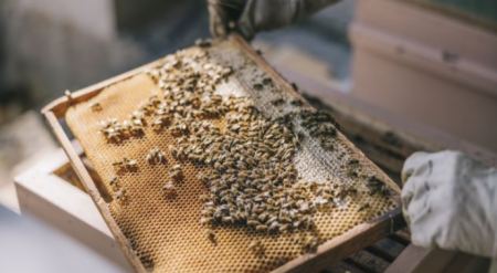 Χάος στο Τορόντο: 5.000.000 μέλισσες ξέφυγαν από φορτηγό!