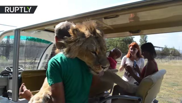 Λιοντάρι έκανε... επίθεση με αγκαλιές σε τουρίστες