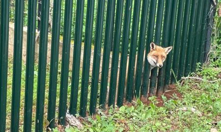 Αλεπού σφήνωσε σε κάγκελα σπιτιού στους Θρακομακεδόνες (ΦΩΤΟ)