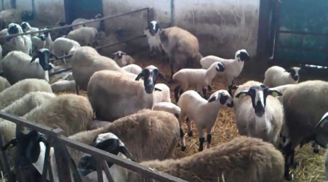 Κεραυνός σκότωσε 60 πρόβατα σε κτηνοτροφική μονάδα στα Τρίκαλα