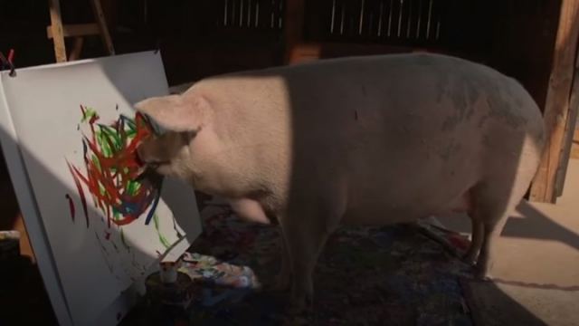 Pigcasso: Το γουρούνι που...ζωγραφίζει - Κάθε πινάκας του κοστίζει 4.000 δολάρια - ΒΙΝΤΕΟ