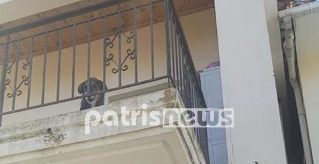 Εγκατέλειψε τον σκύλο στο μπαλκόνι του σπιτιού της