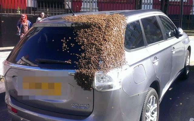 Σμήνος μελισσών κυνηγούσε ένα αυτοκίνητο για δύο μέρες!
