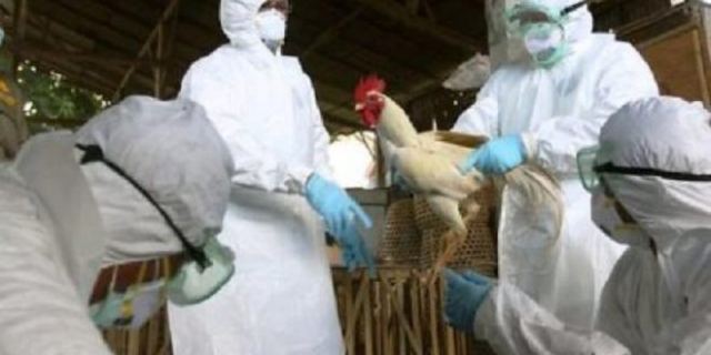 Ενημέρωση για τη γρίπη των πτηνών από την Περιφέρεια Στερεάς