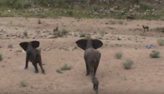 Ελέφαντες προστατεύουν νεογνό από επίθεση αγέλης αγριόσκυλων
