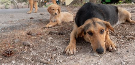 Η Ελλάδα έχει γεμίσει με αδέσποτα σκυλιά