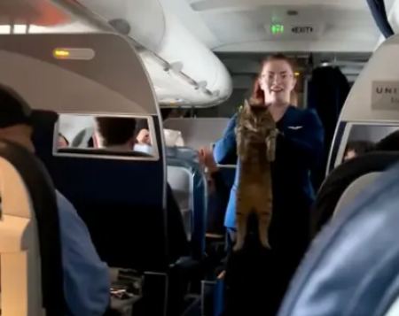 Αεροσυνοδός βοηθά χαμένη γάτα που έκανε βόλτες στη διάρκεια πτήσης: «Την έχασε κανείς;»