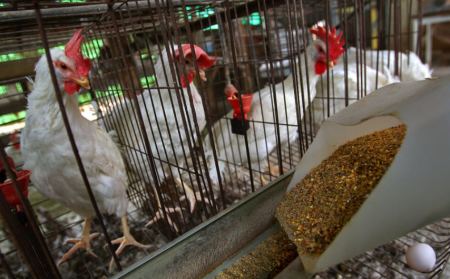 Η Νέα Ζηλανδία απαγορεύει τα ασφυκτικά κλουβιά για τις κότες: «Έχουν προσωπικότητα, δεν θέλουν να ζουν φυλακισμένες μια ζωή»