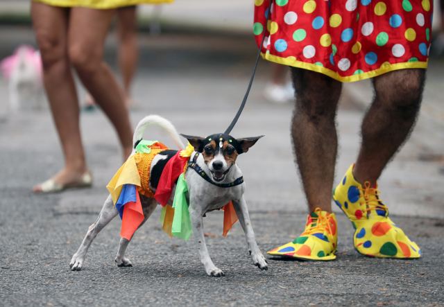 Blocao: Το αποκριάτικο καρναβάλι για σκύλους στο Ρίο ντε Τζανέιρο!