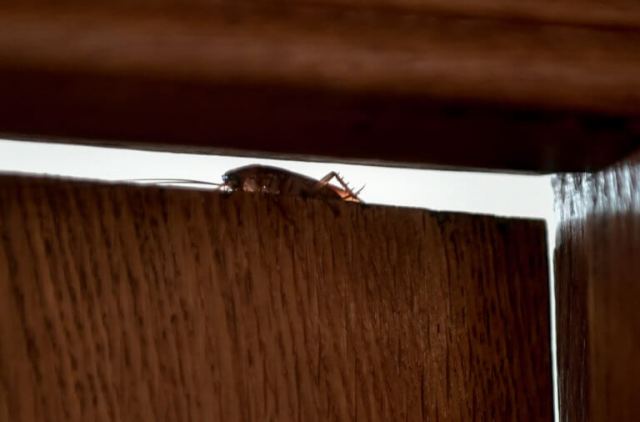 Εφιάλτης! Οι κατσαρίδες γίνονται ασταμάτητες – Νέα ανησυχητικά στοιχεία