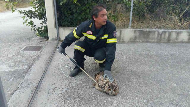 Λαμία: Διάσωση τραυματισμένου πουλιού από πυροσβέστες