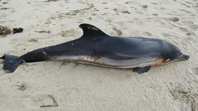 Δεύτερο νεκρό δελφίνι κοντά στο Αχίλλειο