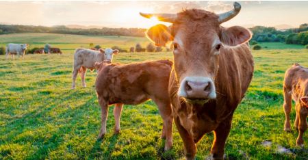 Ανησυχία στις ΗΠΑ: Η γρίπη των πτηνών μεταπήδησε στις αγελάδες - Πόσο πρέπει να ανησυχούν οι Ευρωπαίοι