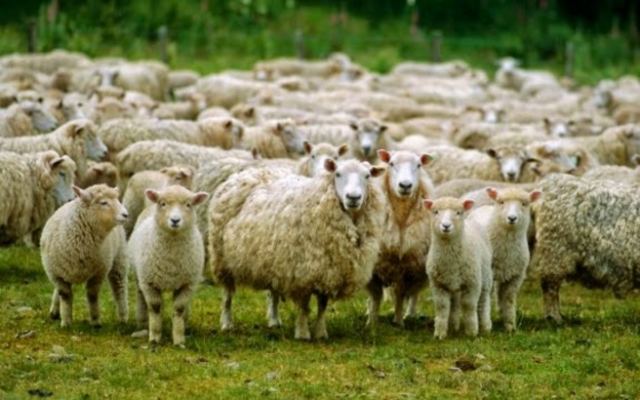 Τα πρόβατα βόσκησαν κάνναβη και... επιτέθηκαν σε χωριό!