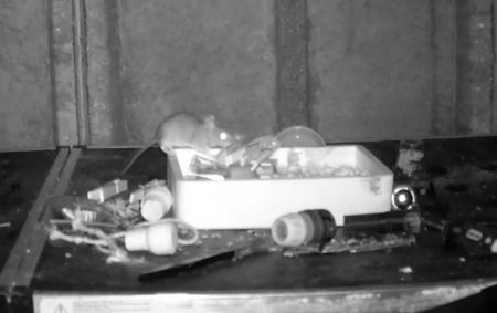 Η κάμερα νυχτερινής όρασης έδωσε την απάντηση στο μυστήριο – Ποντίκι τακτοποιούσε το υπόστεγο ενός άνδρα κάθε βράδυ