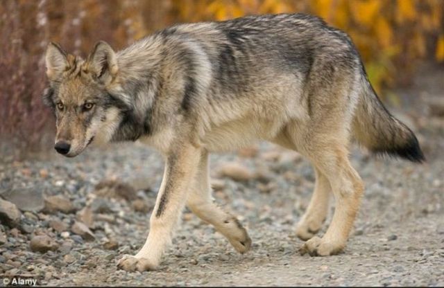 Λύκος επιτέθηκε σε νεαρό βοσκό στον Παρνασσό