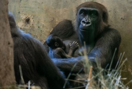 «Αρσενικός» γορίλας αιφνιδίασε ζωολογικό κήπο- Γέννησε