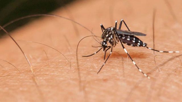 Επιβεβαιώθηκαν κρούσματα του ιού του Δυτικού Νείλου στην Τανάγρα